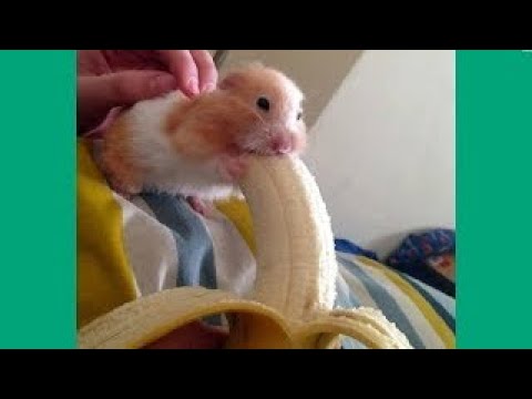 funniest-hamsters-of-all-time-#2---funny-hamster-videos-compilation-2017
