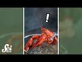 Do lobsters feel pain? #shorts #science #SciShow