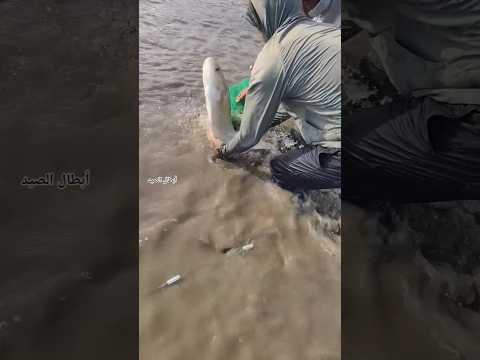 صيد سمكة كبيرة في مياه النهر Fishing Fish صيد 