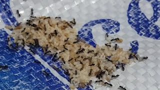 طريقة منع النمل من الصعود إلى خلية النحل .