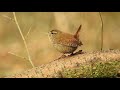 Eurasian Wren singing.  Zaunkönig singt. Eifel, Germany