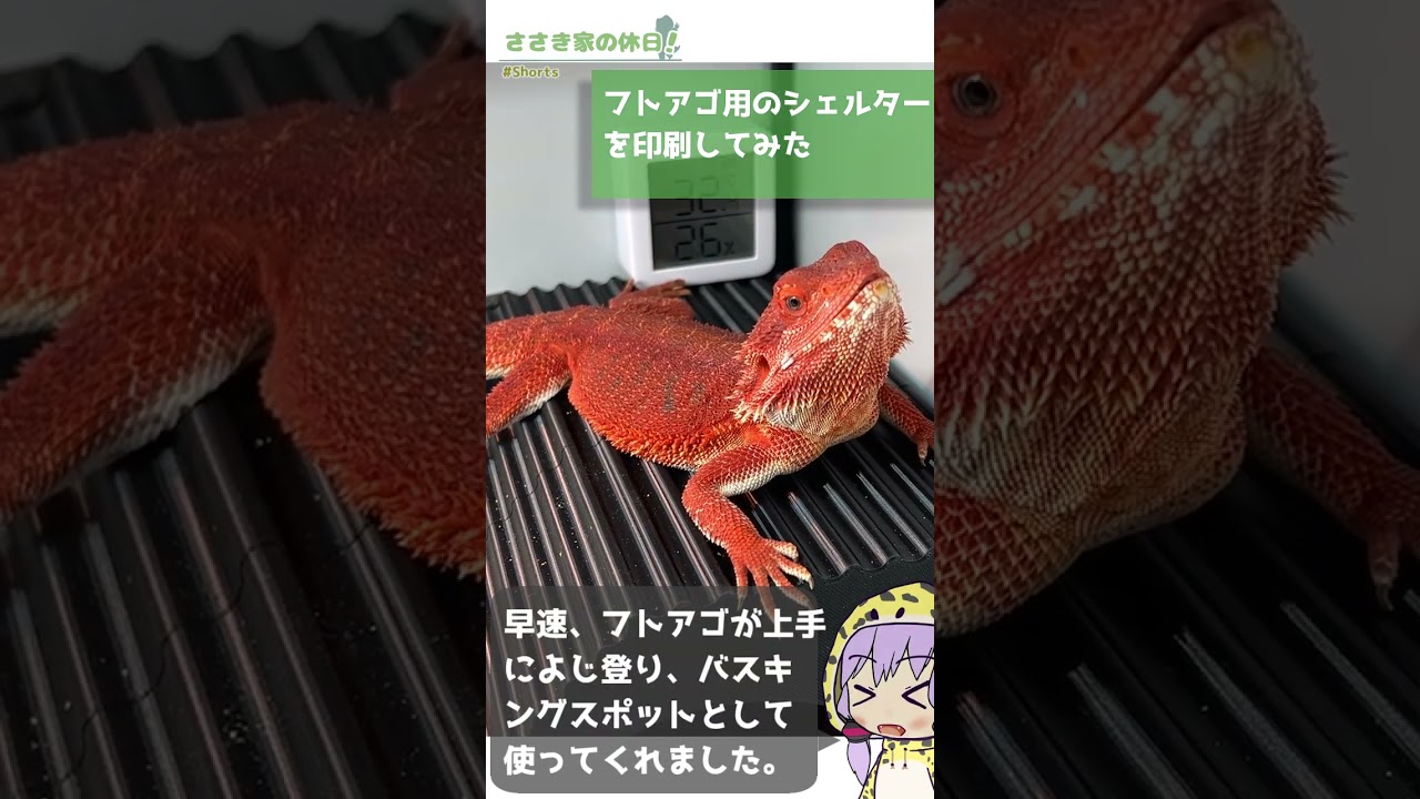 フトアゴ用のバスキングシェルターを自作してみた #Shorts - YouTube