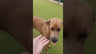 Shirley 30577 #austinanimalcenter #labradorretriever Shirley 30577 #austinanimalcenter #labradorretriever