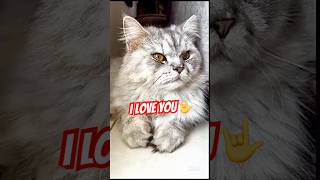 I love you 🤟 #shorts #cat #cutecat #catlovers #catvideos #viralvideo #cuteanimals #catlog #pets