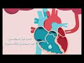 سادس ابتدائي علوم الدورة الدموية