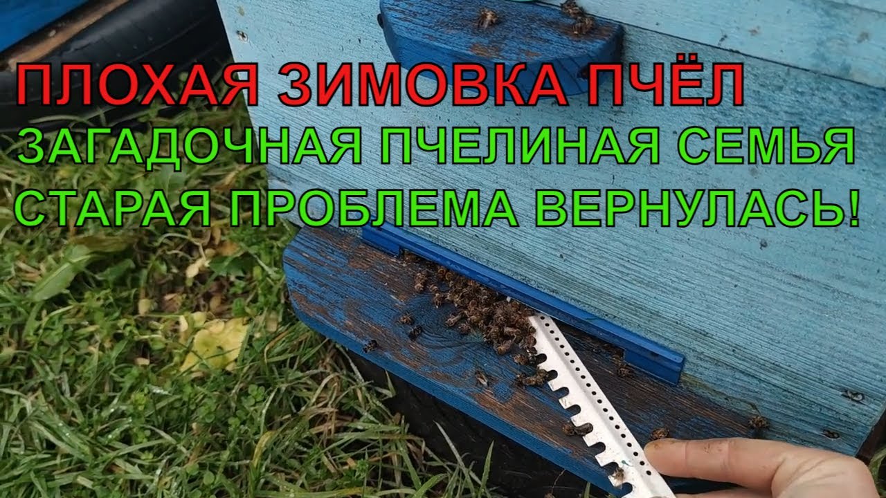 Первая проблема на пасеке пчёлы гибнут на глазах причина неизвестна 🐝🐝 ...