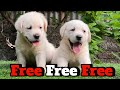 "Adopt a Labrador Puppy Today! 🐶 Your Furry Friend Awaits ❤️""Find Your Perfect Labrador Puppy! 🐾