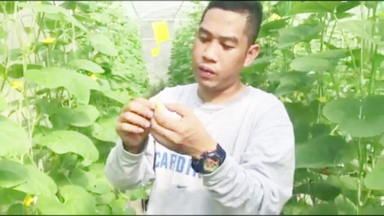 How to hand pollinate melon plants in a greenhouse YouTube