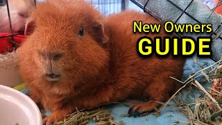 Guinea Pig Care Guide  MUST WATCH