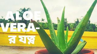 Aloe vera গাছের যত্ন | Garden Tales