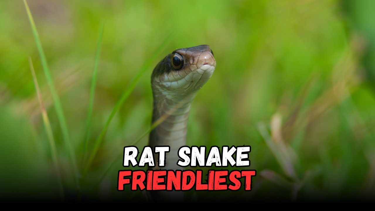 Image showcasing Rat Snake is the best Friendly Pet Snakes Buying Cost, Diet, Care Sheet ...