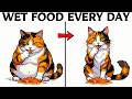 What Changes in Your Cat’s Body When You Feed Wet Food Every Day