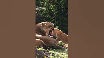 Simba The Lion Cub The Wild Wonder 