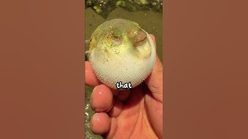 Holding a Pufferfish (@giftsea) #shorts