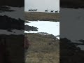 Massive Caribou Herd In The North!