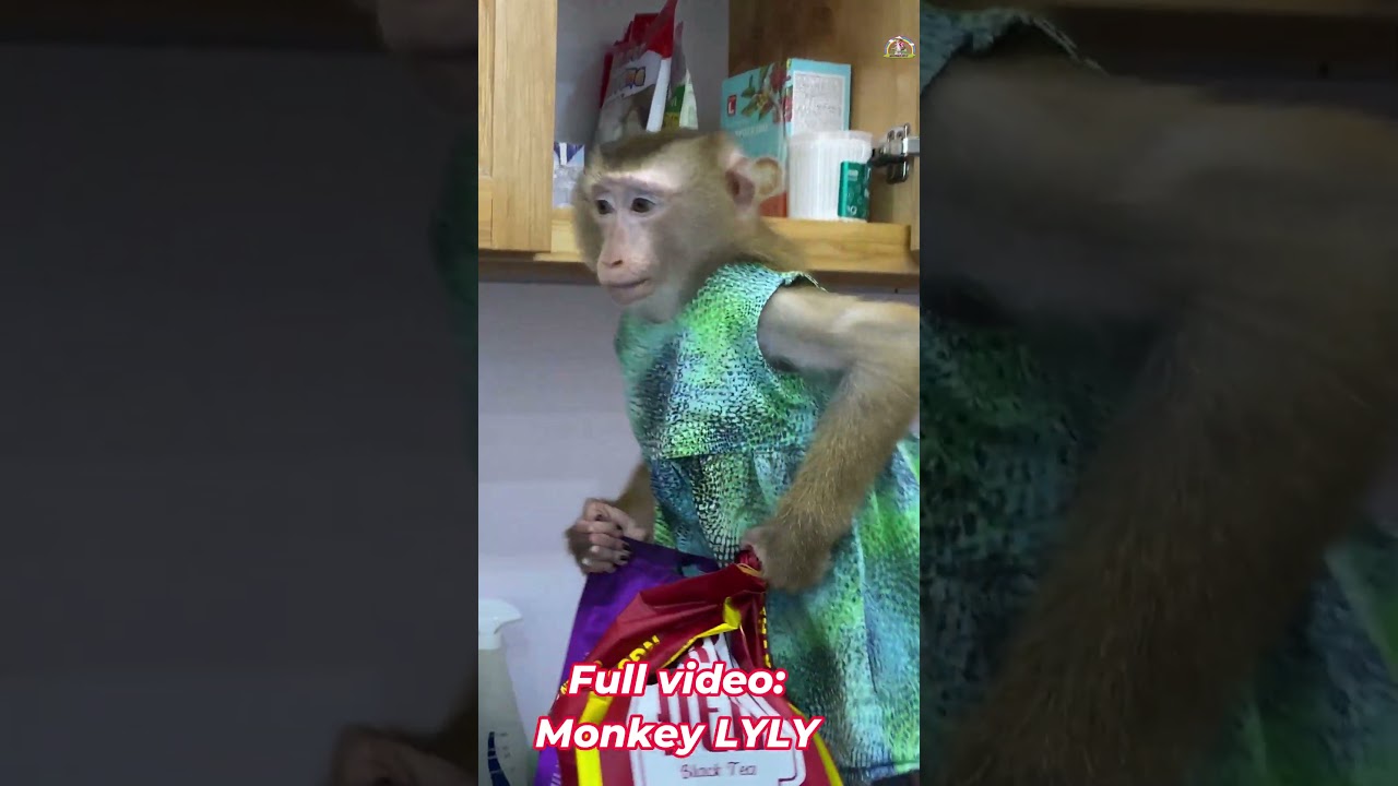 Monkey Lyly looking for food in the kitchen 