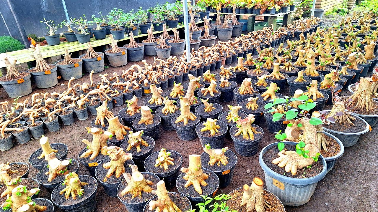 Review Harga Murah Meriah Berbagai Jenis Bonsai WaO8533O175237 (BP Lumanjang)