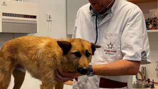 Eigenaardig verschijnsel brengt deze zomer veel honden in de problemen