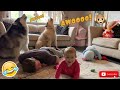 Pretending To Faint In Front Of My Dogs And Baby! (Cutest Reactions Ever!!)