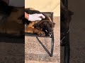 狗#Original German Shepherd#Original pet daily sharing