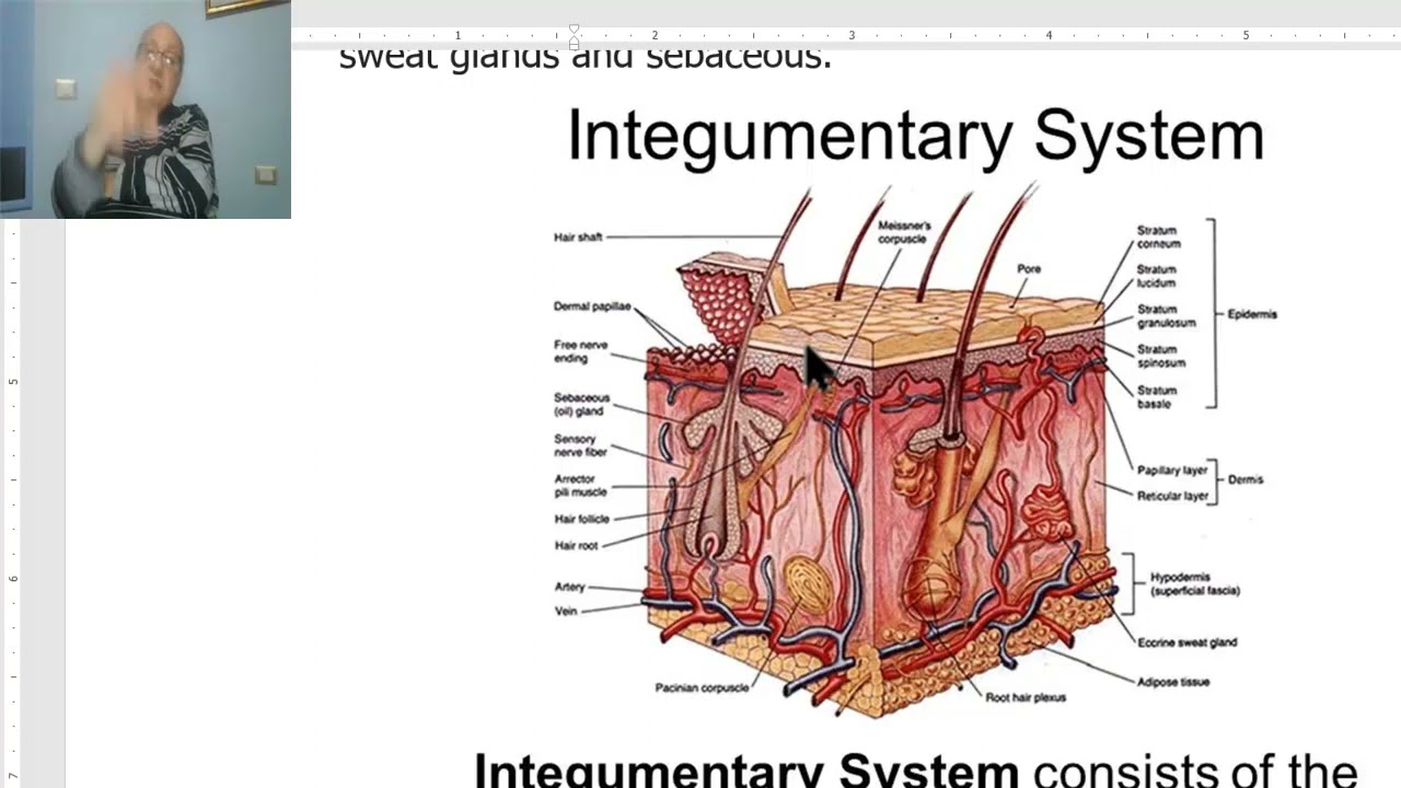 Введение в анатомию для студентов-медиков (кожа), доктор Вахдан