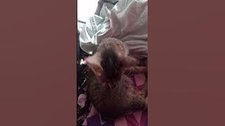 lagi mandi cewe#kucing#vidio#shorts