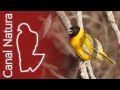 Tejedor cabecinegro (Ploceus melanocephalus) Black-headed Weaver 4K