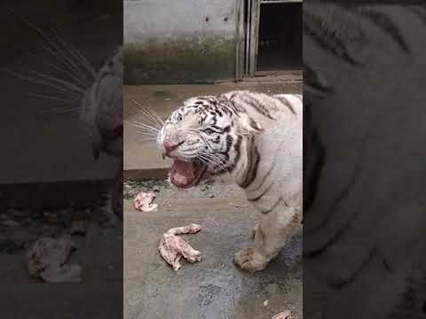 النمر الابيض منزعج من المصور The White Tiger Is Upset With The Photographer