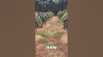 Thanh Long Xuyên Mộc Vũng Tàu không chỉ to mà còn ngon #shortsyoutube