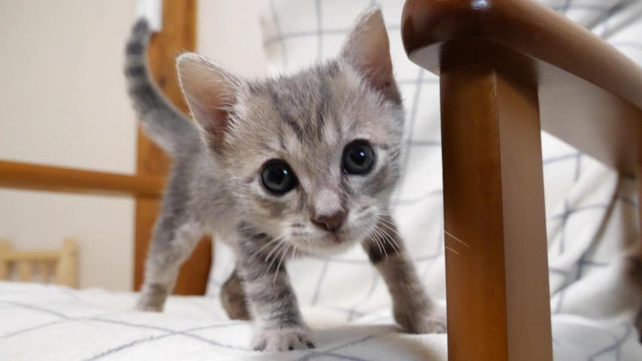 寂しがってる子猫の元に駆け付ける子猫【赤ちゃん猫 保護猫 寂しがってる子猫の元に駆け付ける子猫【赤ちゃん猫 保護猫