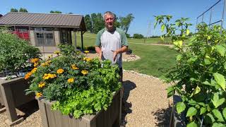 5 Gallon Bucket DIY Planter Boxes - See How Easy It Is To Grow Anything, Anywhere!