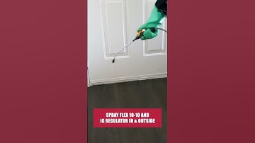 The Quick Guide to Maggots! [Juvenile Flies & Fly Control]