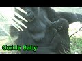 Baby gorilla breast-feed ゴリラの赤ちゃんリキ 授乳【上野動物園】