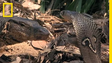 Cosa si mangia il cobra?