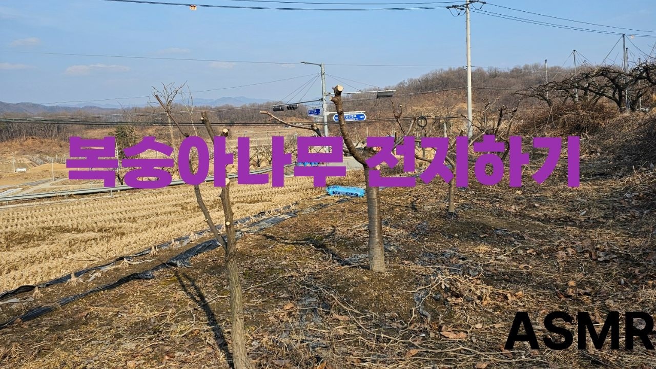 260203복숭아나무가지 전지하기
