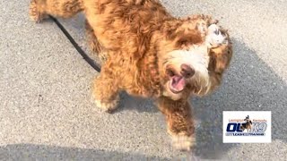 Pickles  9 Months Old  Mini Aussiedoodle  Board & Train w/ Chip “CanineTrainer” Gray