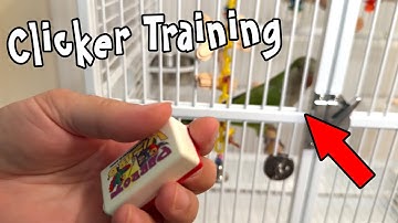 Quaker Parrot Clicker Training Introduction