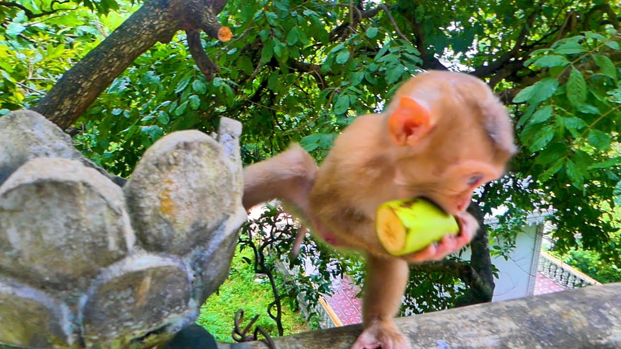 Good news...now baby monkey SARO is hungry again.