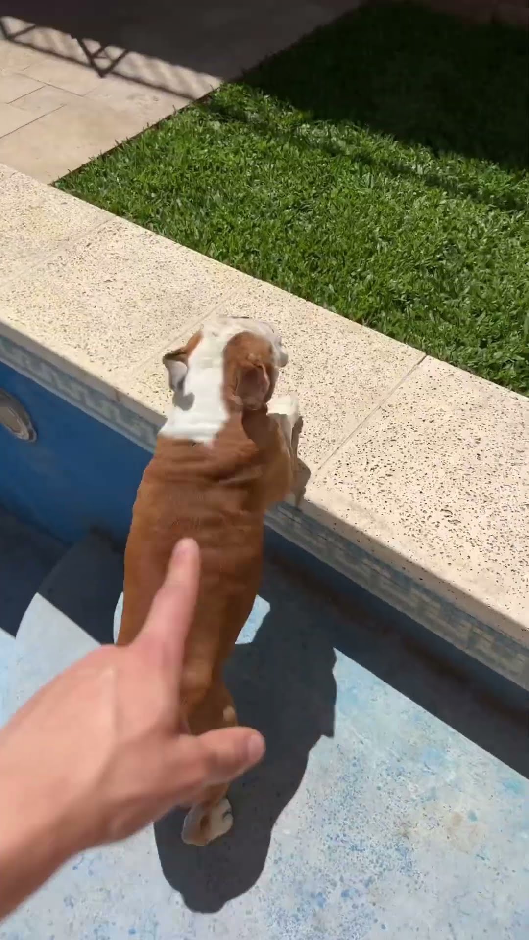 MI PERRO NO ABANDONA EL SOL☀️?
