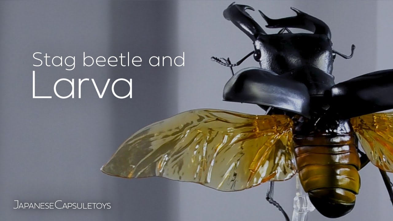 Realistic Stag Beetle And Larvae Gachapon Youtube