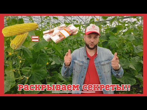 Как вырастить кукурузу и ЗАРАБОТАТЬ МИЛЛИОНЫ?!!