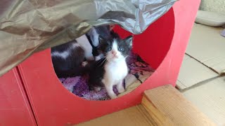 so many cute kittens🐱newborn kittens and protective mommy cat🐈 cute cat family💕part 7