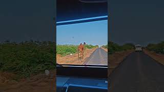 white desert #kutch #whitedesert #trending #camel #wayofheaven #shorts #youtubeshorts #turkishcat