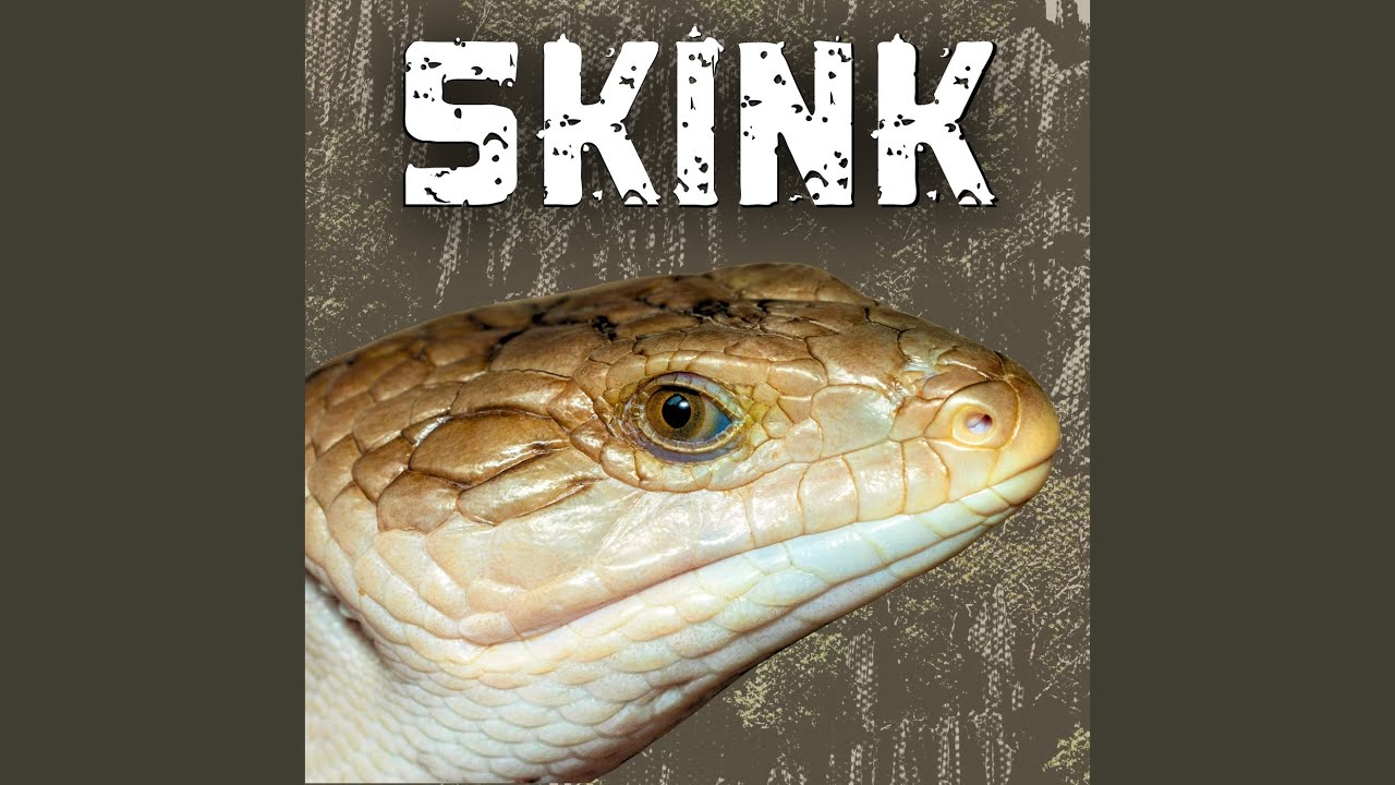 Watch Skink on YouTube Watch Skink on YouTube