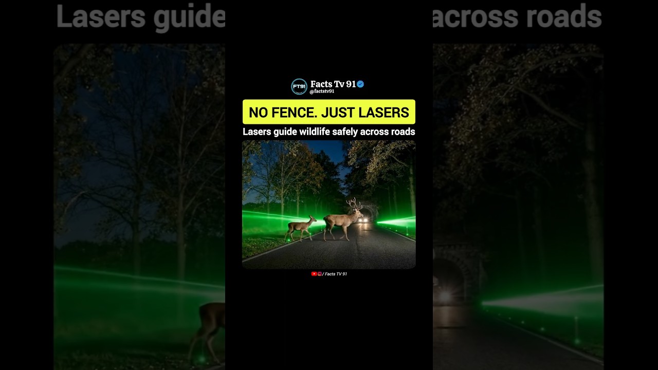 How Lasers Help Wildlife Cross Roads Safely 🦌⚡