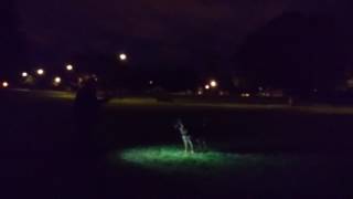 Doges dont know fetch