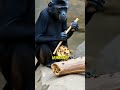 The EXTREME simplicity of Bonobos