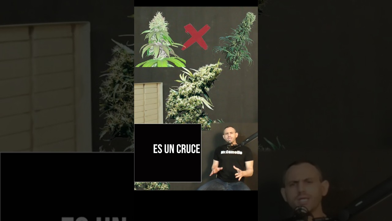 JAMAICAN PEARL: CRUCE (Variedad de Marihuana)