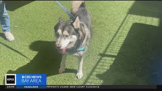 East Bay shelter hopes to find forever home to Siberian Husky named Oso
