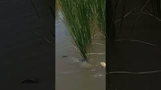 menjaring ikan bandeng di sawah